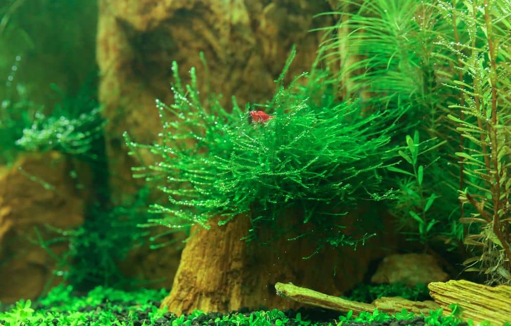 Christmas Moss Vs. Java Moss: Which One to Choose?