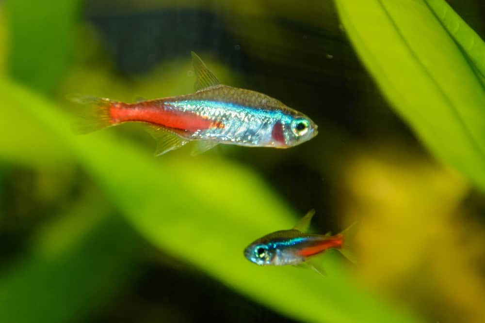Neon Tetra Lifespan (How Long Do Neon Tetras Live?) - Fish Tank Master