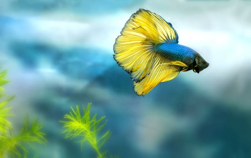 Can Guppies Live with Bettas? (All you Need to Know)