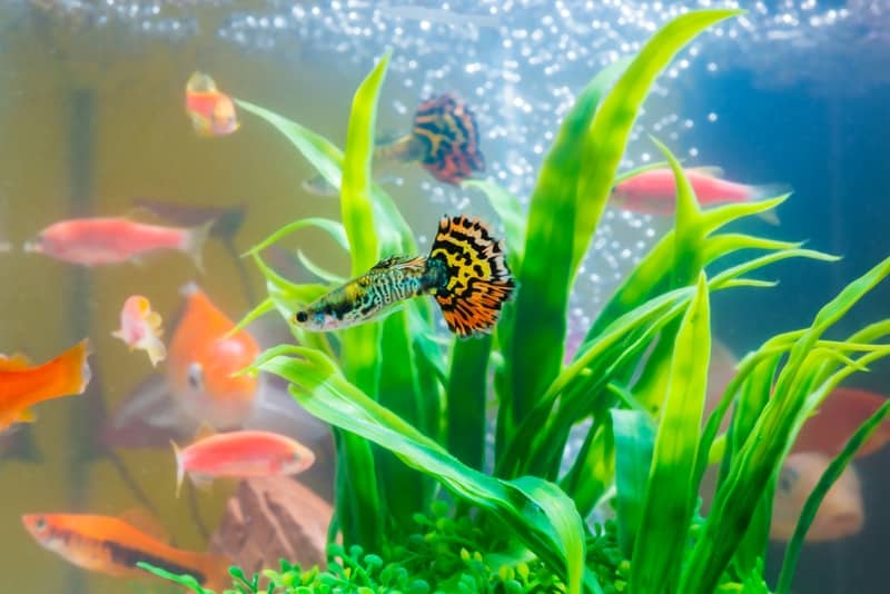 What are the best tank mates for guppies?