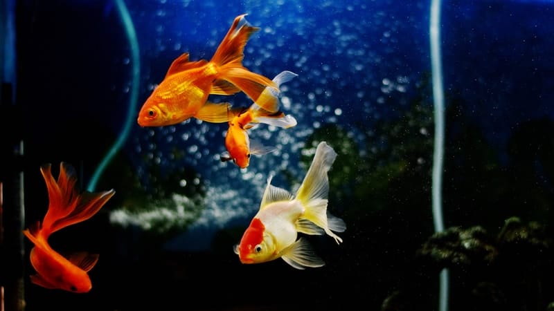 Can Goldfish Live In Tap Water? (6 Ways to Make it Safe)