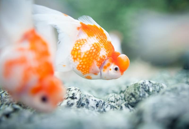 How To Tell if a Goldfish is Male or Female?