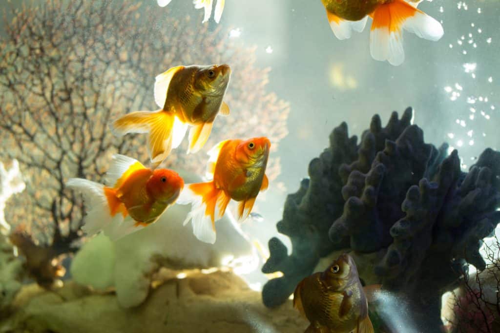 best filter for goldfish aquarium