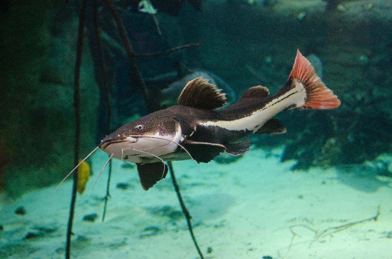 20 Best Freshwater Catfish for Aquariums