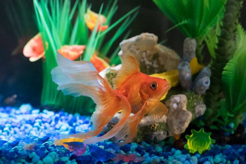 goldfish aquarium secor