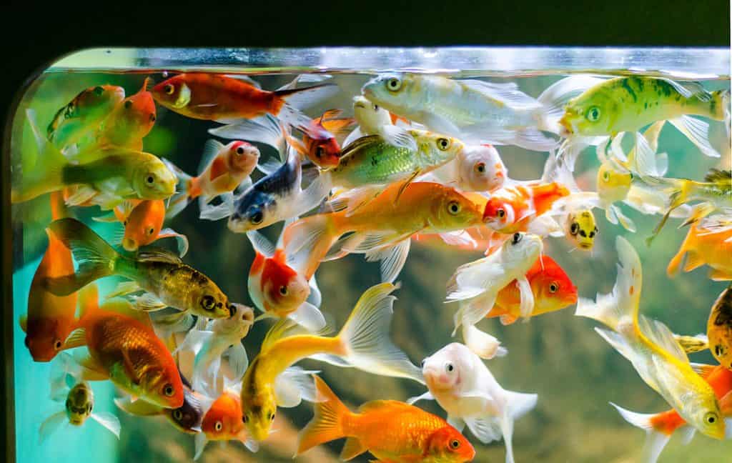small goldfish aquarium