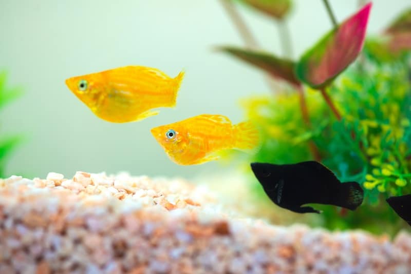 What’s the Difference Between Platy and Molly Fish?