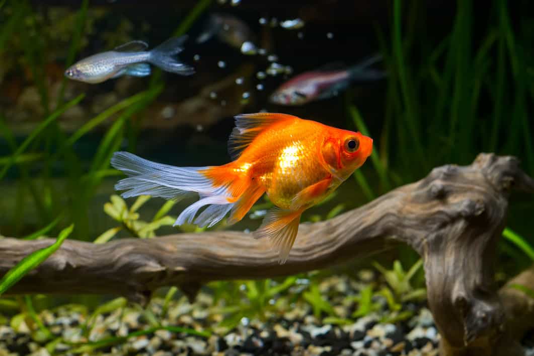 fish tank decoration
