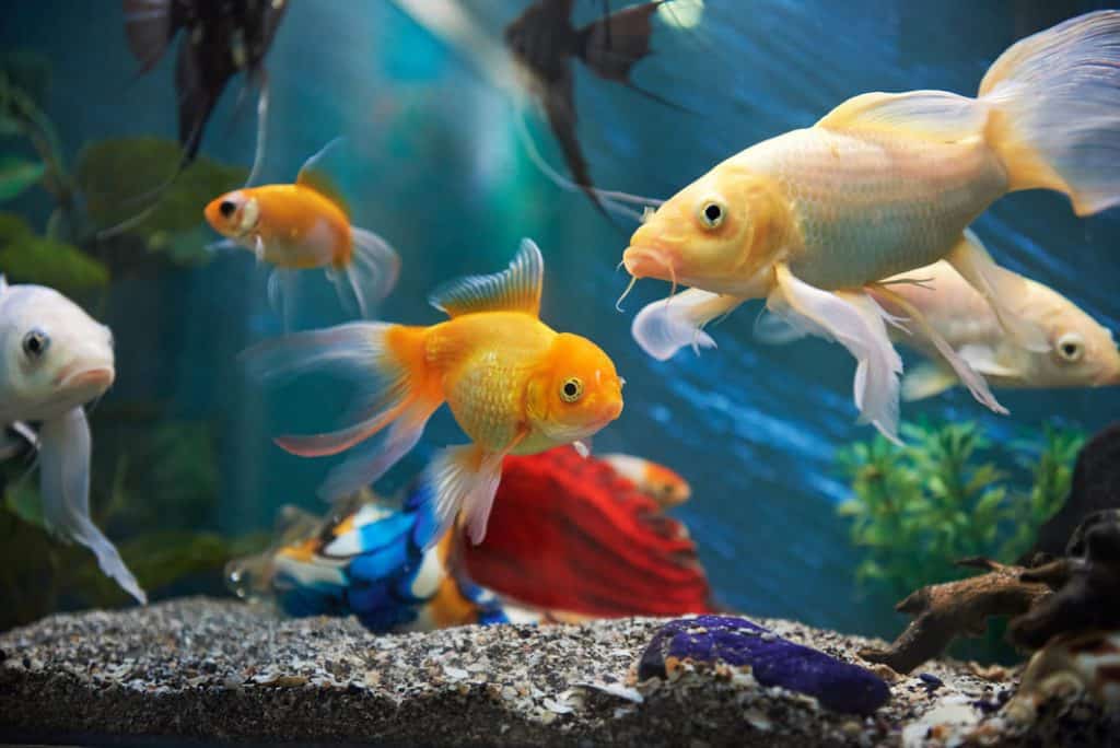 water temperature for goldfish aquarium