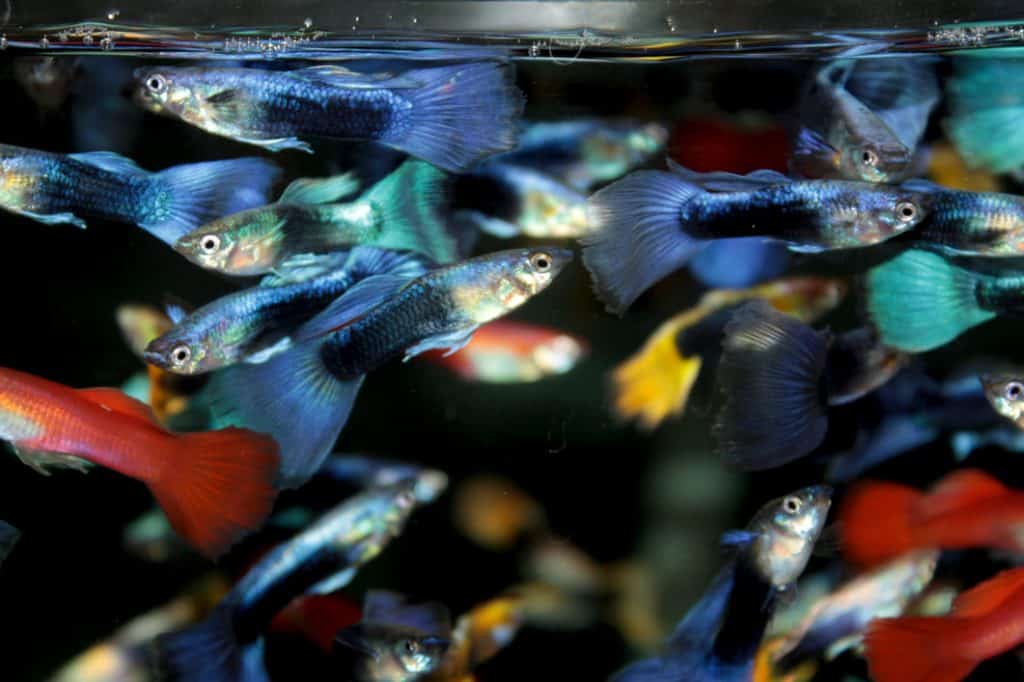 How many guppies in a fish tank?