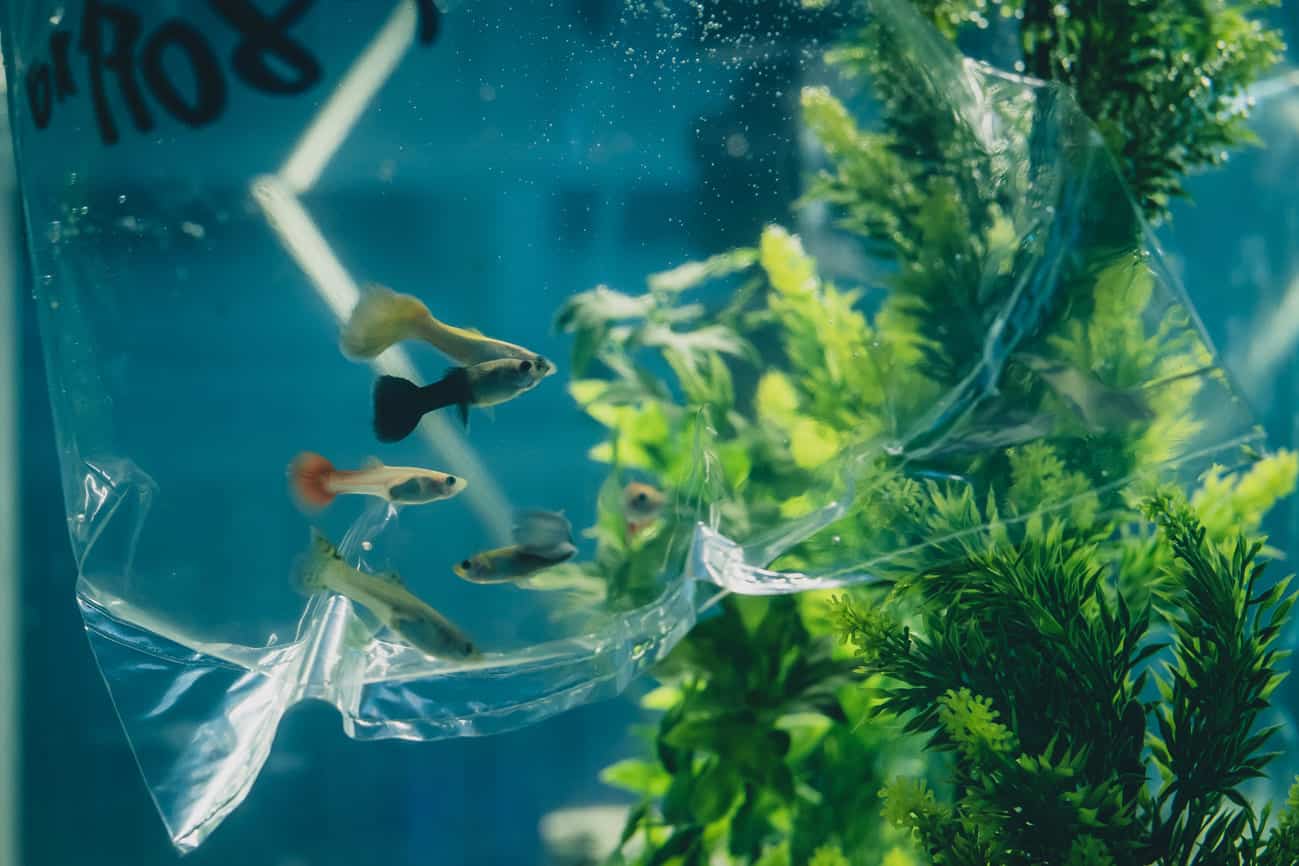 How to Acclimate New Aquarium Fish? (Complete Guide)