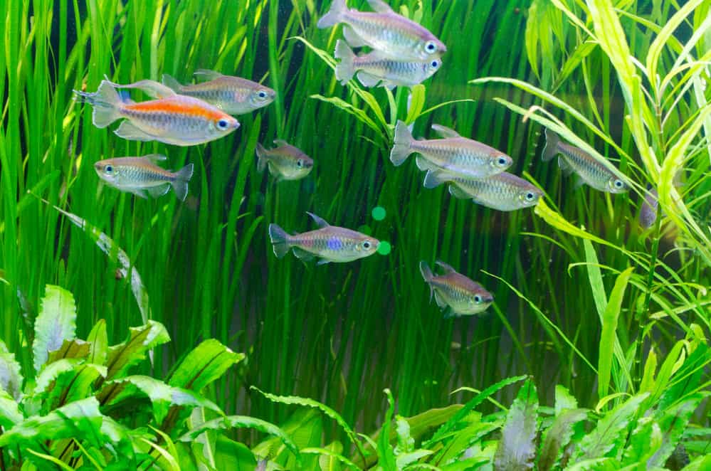 How Long Can Tetras Go Without Food?