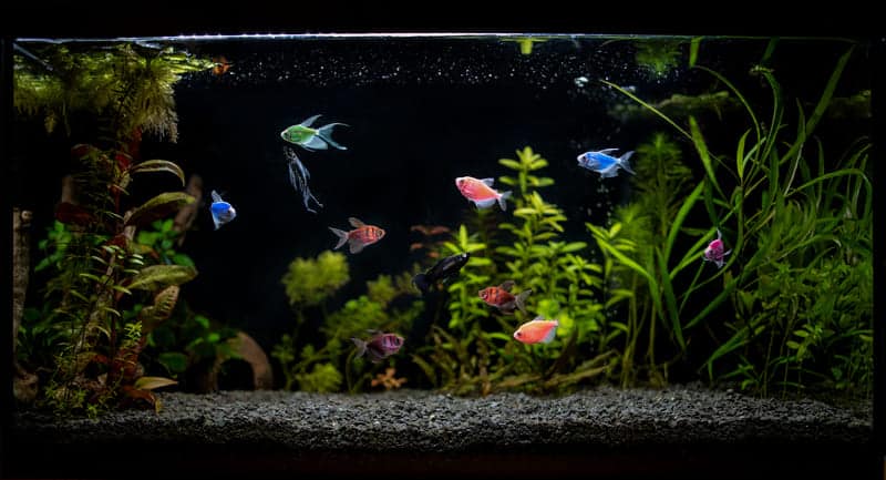 How to Lower Ammonia Levels in a Fish Tank (Complete Guide)