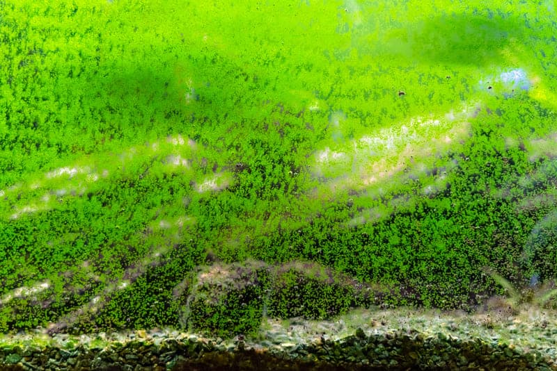 Are Green Algae Good for Fish Tanks?