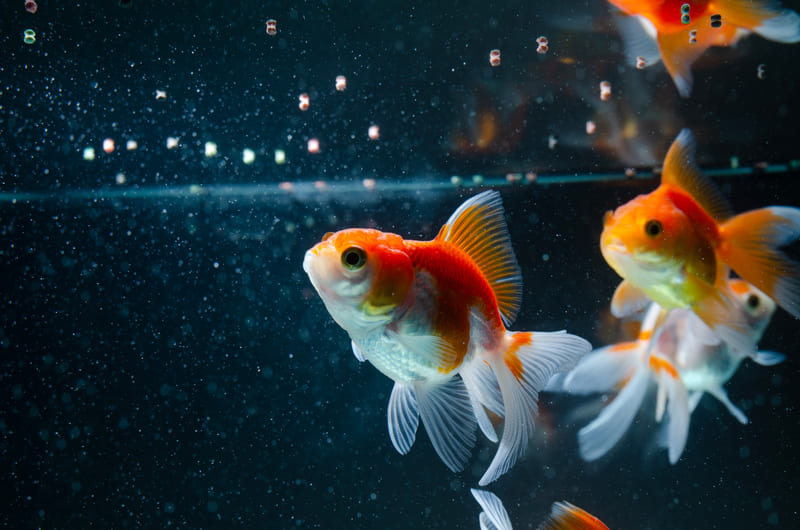 goldfish feeding