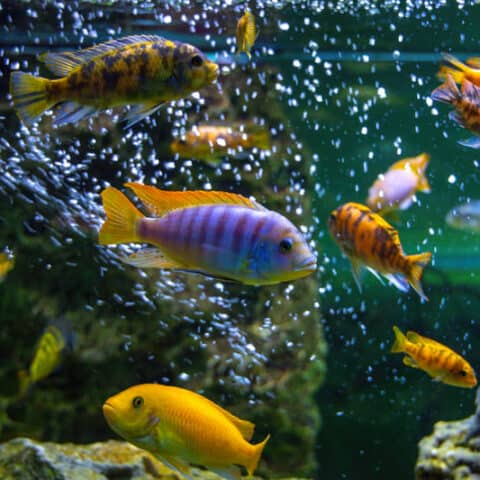 How Long Do African Cichlids Live? 