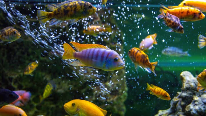 How Long Do African Cichlids Live? 