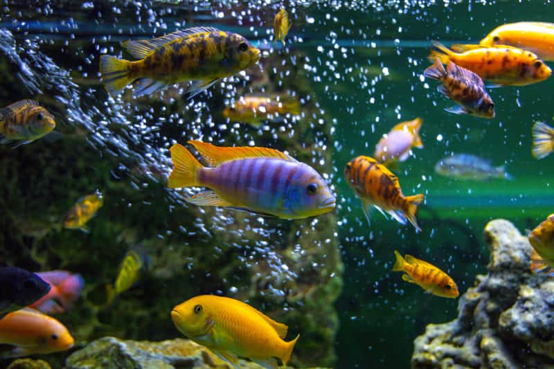 How Long Do African Cichlids Live?  - Fish Tank Master
