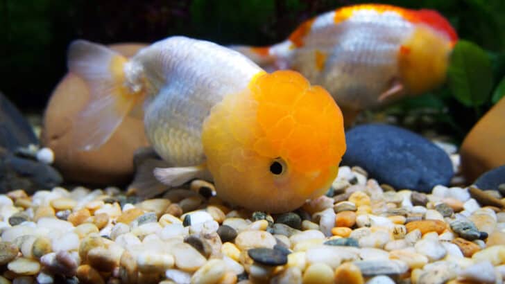 goldfish-bottom