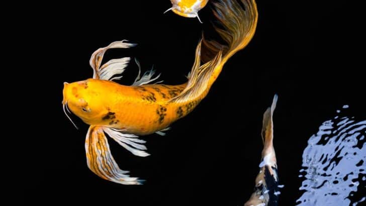 How Long Do Koi Fish Live? (4 Tips For Longevity)
